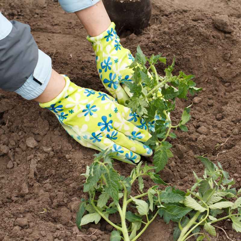 Common Mistakes When Gardening with Charleston Dirt