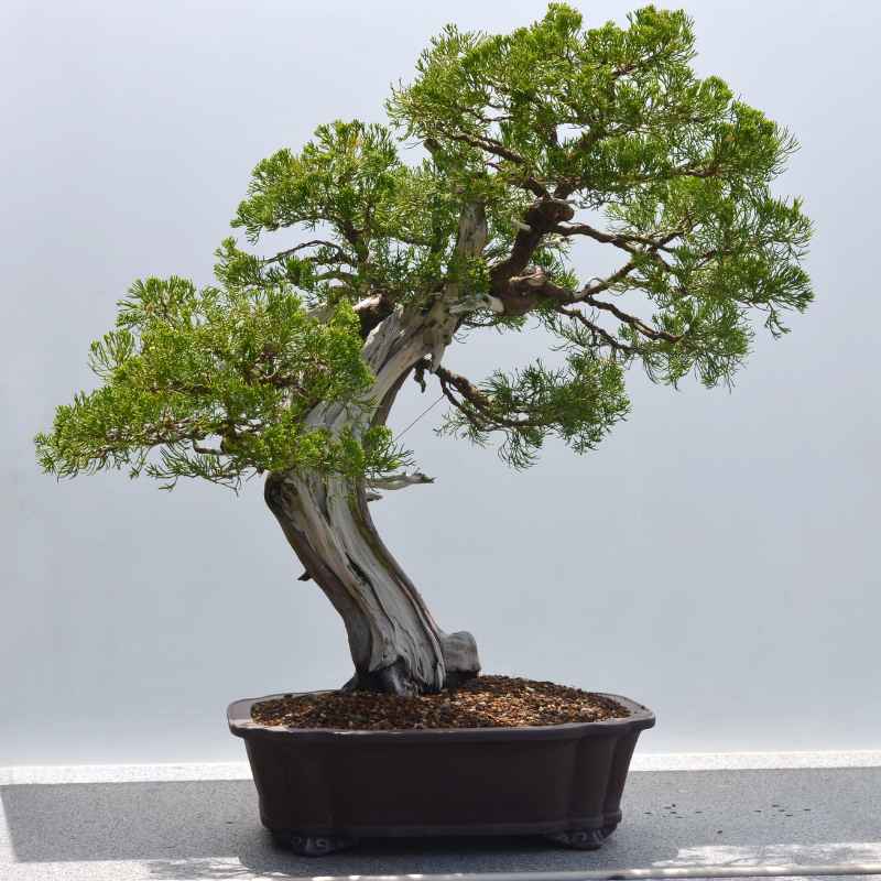 Common Mistakes When Growing Bonsai in Cold Regions