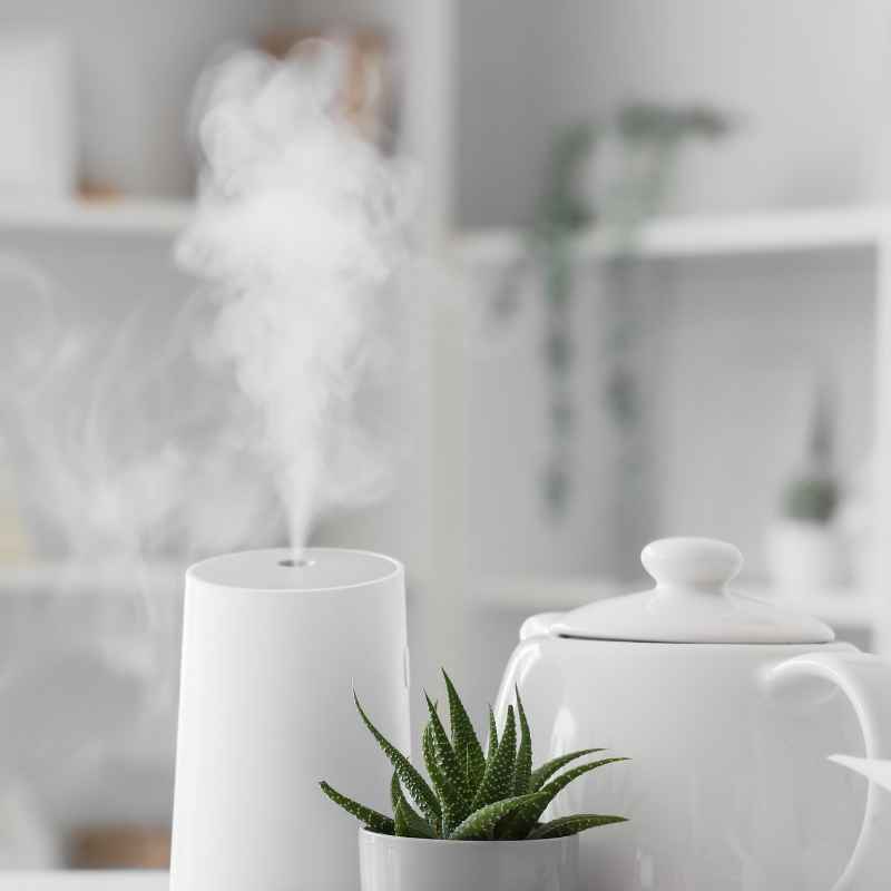 Common Mistakes When Increasing Humidity for Plants Without a Humidifier