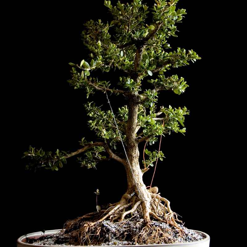 Common Mistakes When Treating a Brittle Bonsai