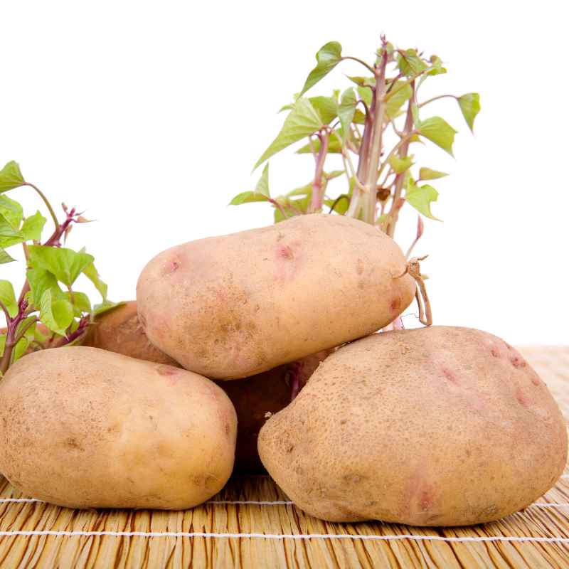 Common Pests and Diseases to Watch For