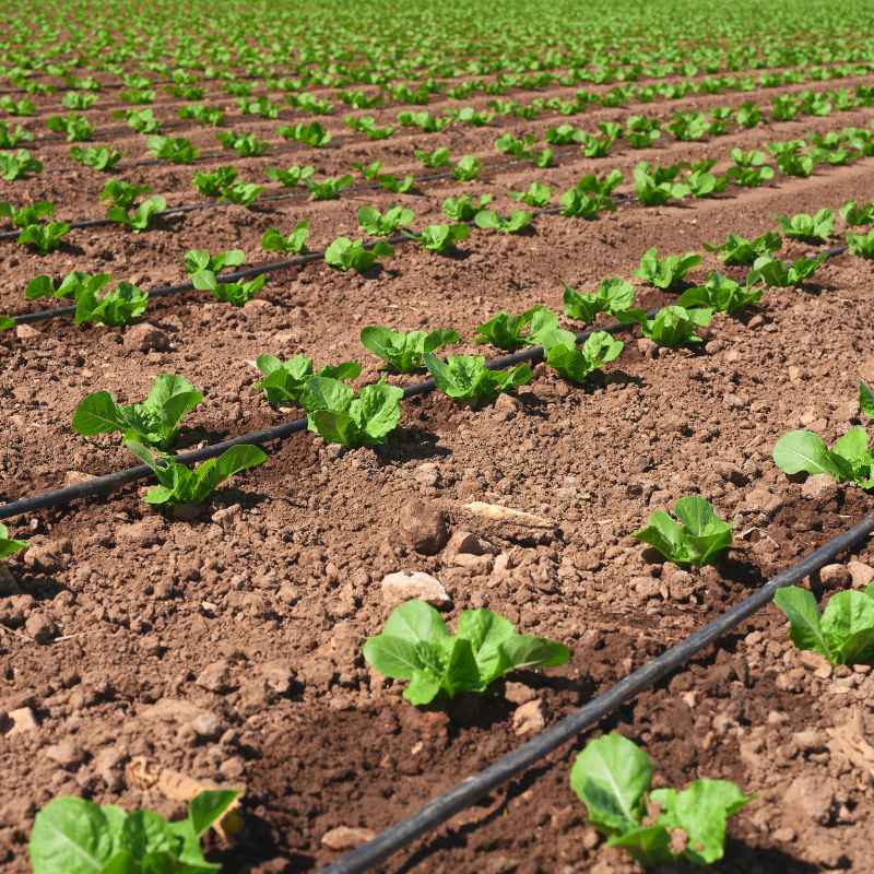 Future Trends In Drip Irrigation Subsidies