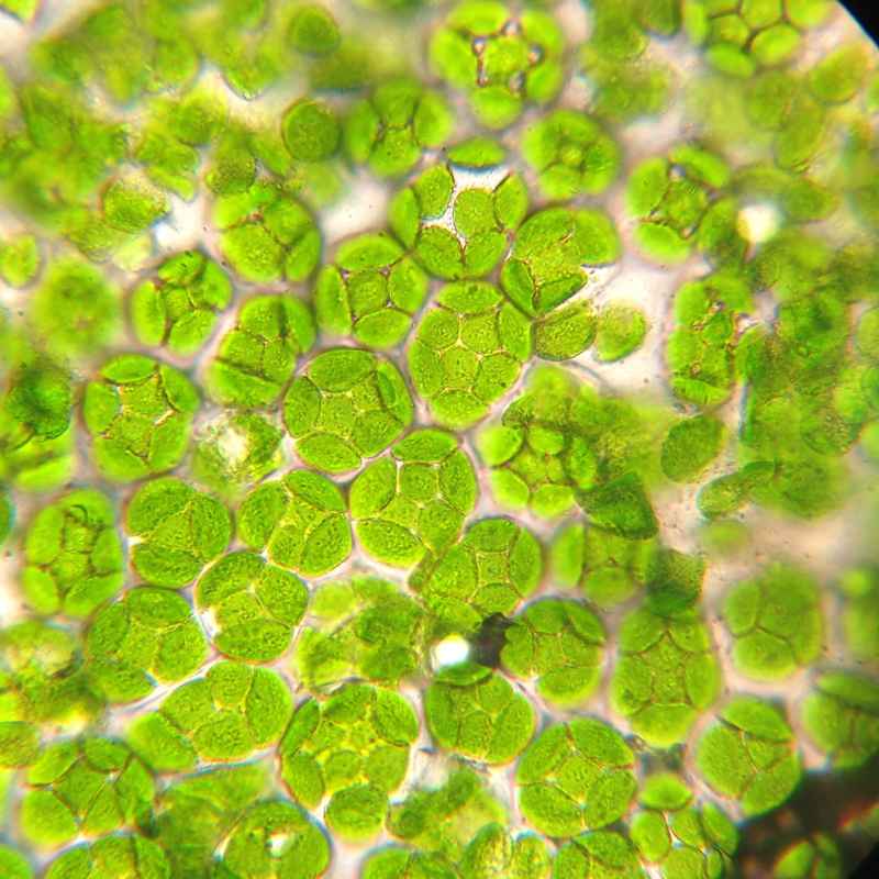How Can You Support Healthy Chlorophyll Levels in Your Plants?