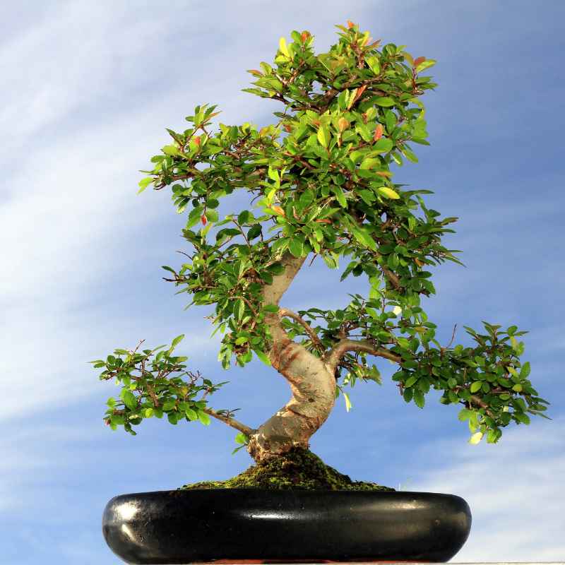How to Care for Your New Bonsai After Repotting