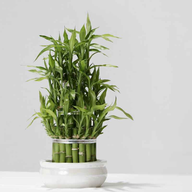 How to Care for Your New Lucky Bamboo or Bonsai