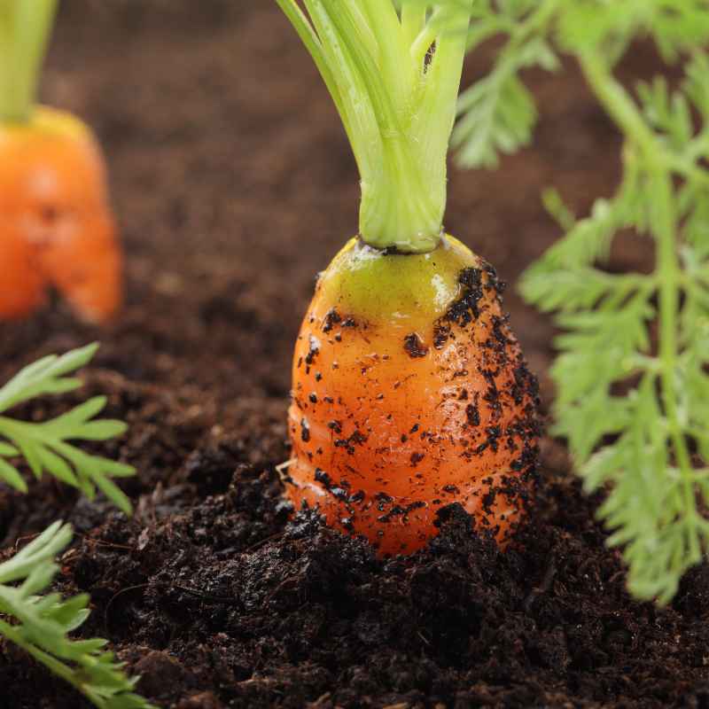 How to Maintain Soil Health Throughout the Season