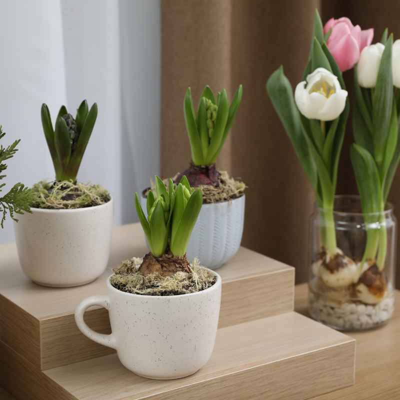 How to Replant Your Saved Tulip Bulbs for Best Results
