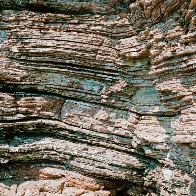 My Experience Finding Plant Fossils