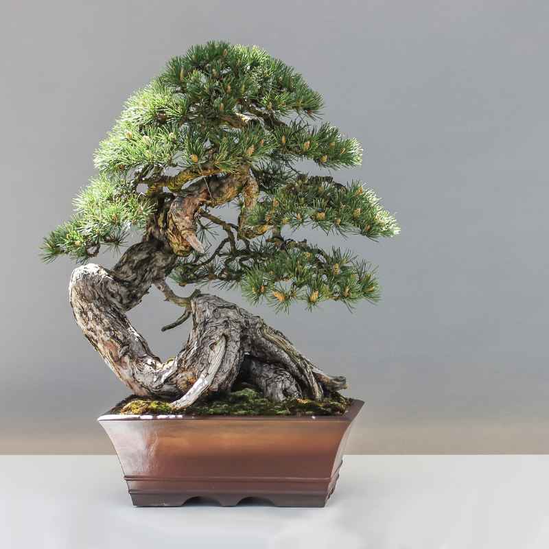 My Experience