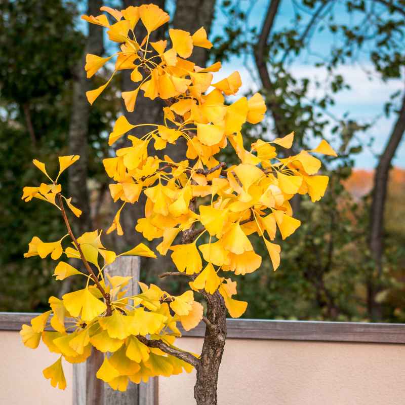 My Money Tree Bonsai's Leaves Turned Yellow
