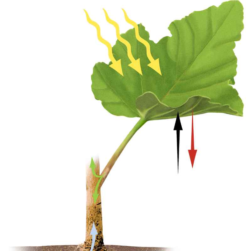 Photosynthesis