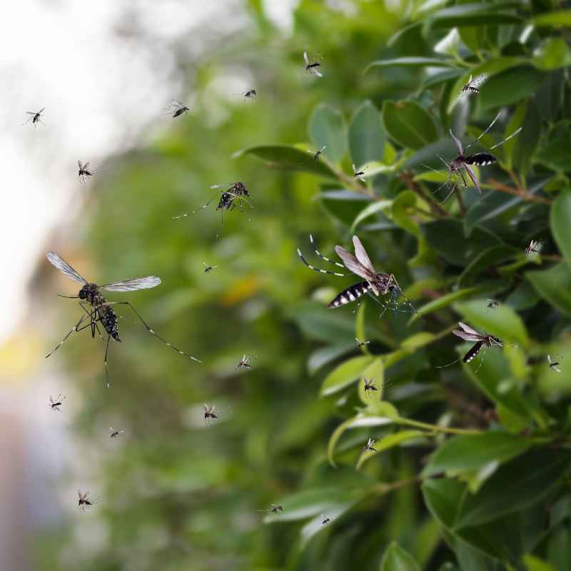 Quick Fixes and Tips for Mosquito-Free Pots
