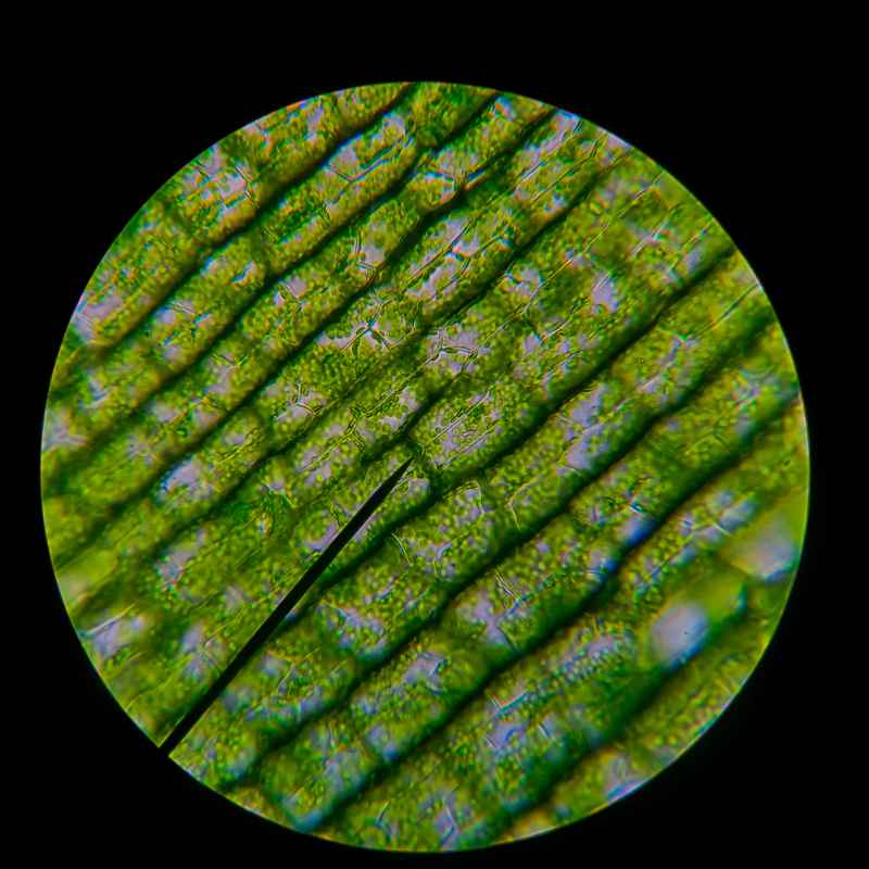 Quick Fixes and Tips for Plant Health