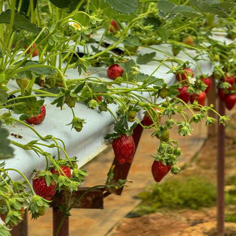 Quick Fixes and Tips for Strawberry Spacing