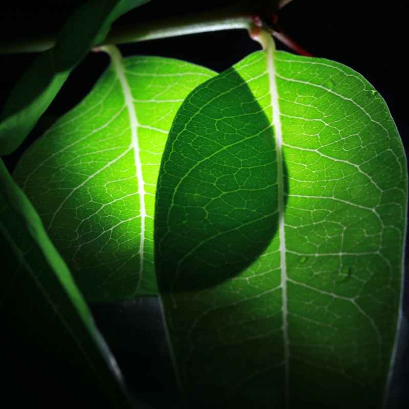 Quick Tips for Appreciating Photosynthesis