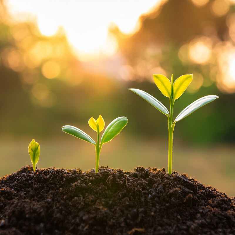 Quick Tips for Appreciating Plants