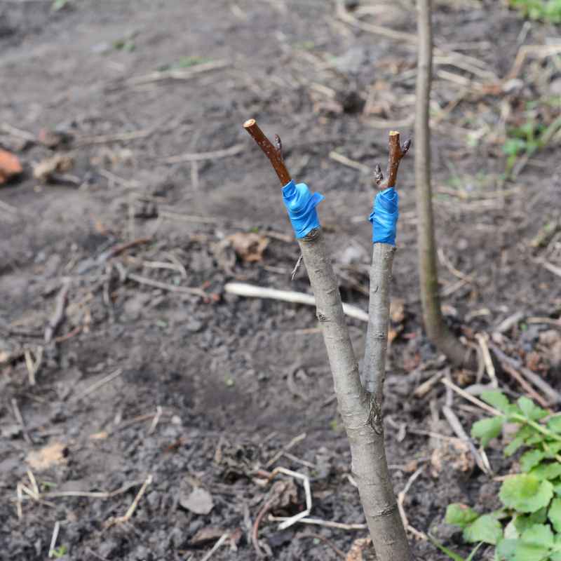 Quick Tips for Grafting Success