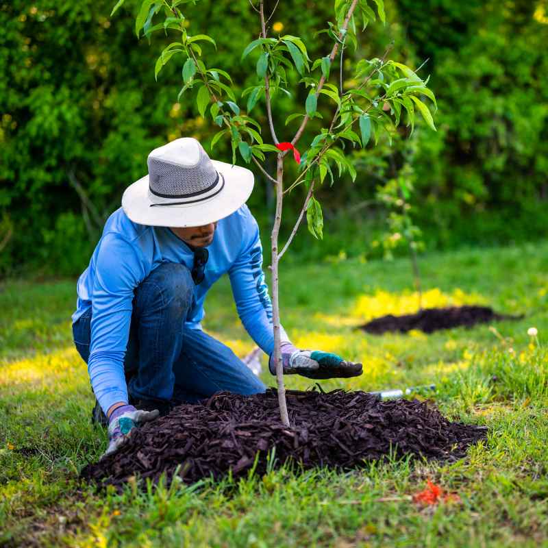 Quick Tips for Greener Living