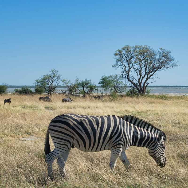 Quick Tips for Savanna Gardeners