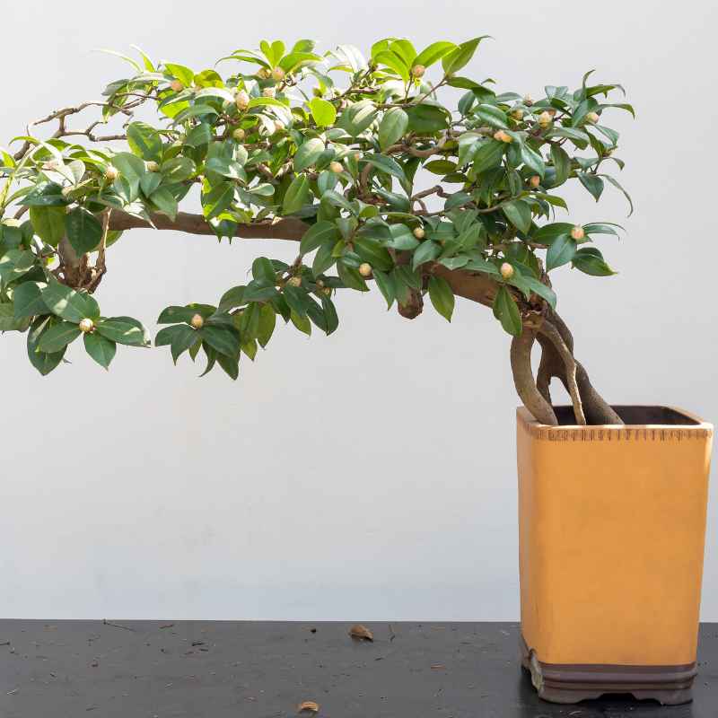 Quick Tips for Starting Your Juniper Bonsai