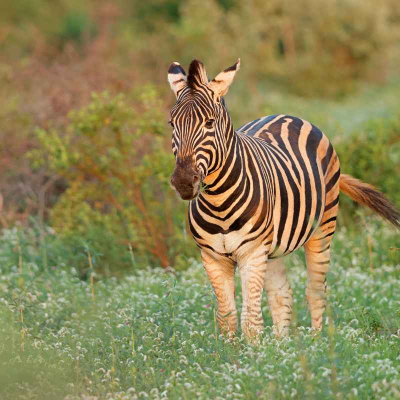 Quick Tips for Supporting Central African Habitats