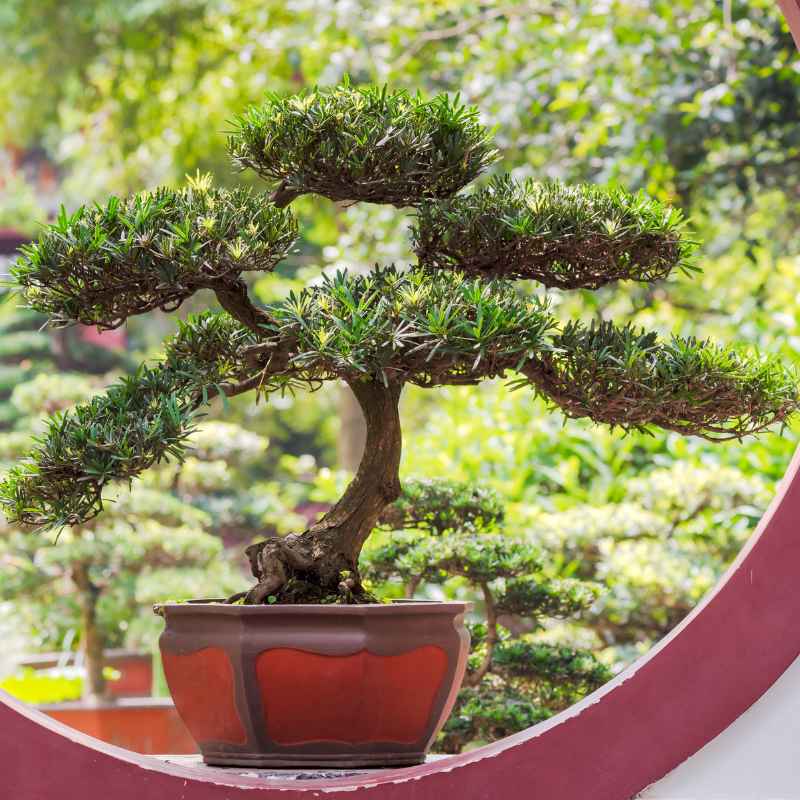 Quick Tips for a Greener Bonsai Money Tree