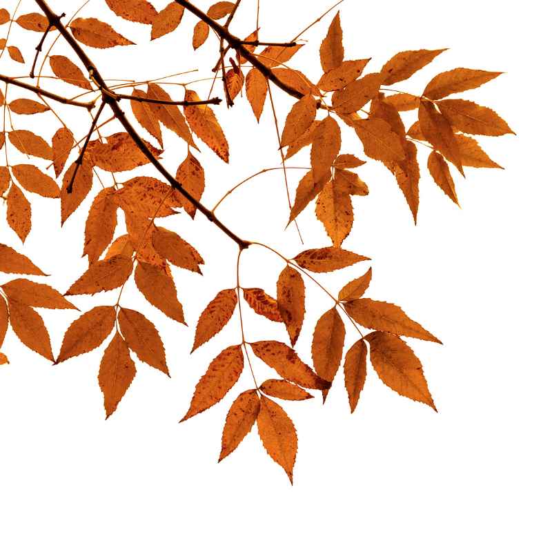 Quick Tips to Revive Your Yellowing Money Tree Bonsai