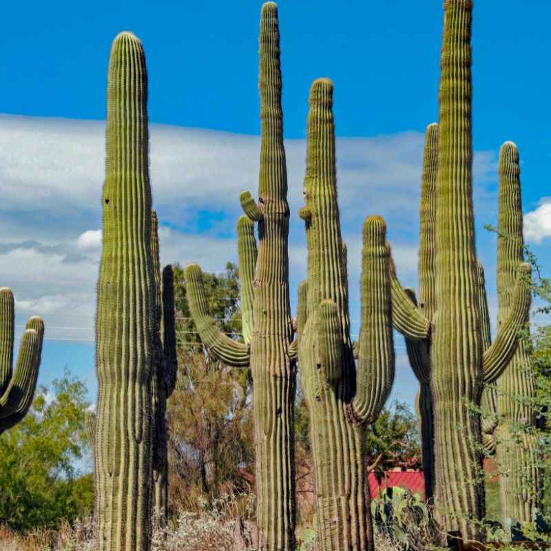 Saguaro Cactus