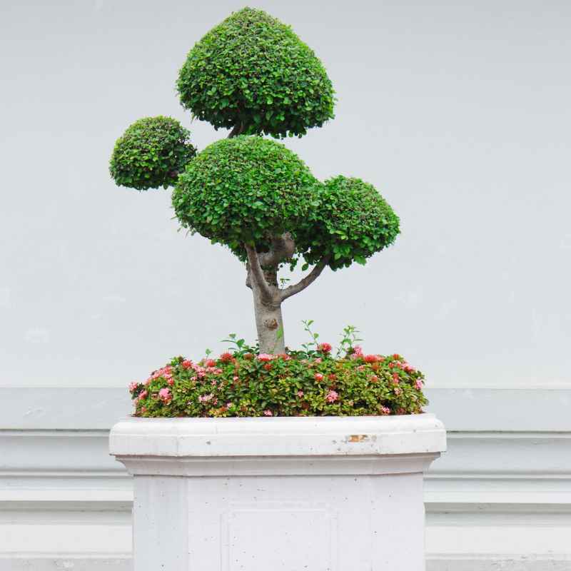 Signs Your Fukien Tea Bonsai Needs More or Less Fertilizer