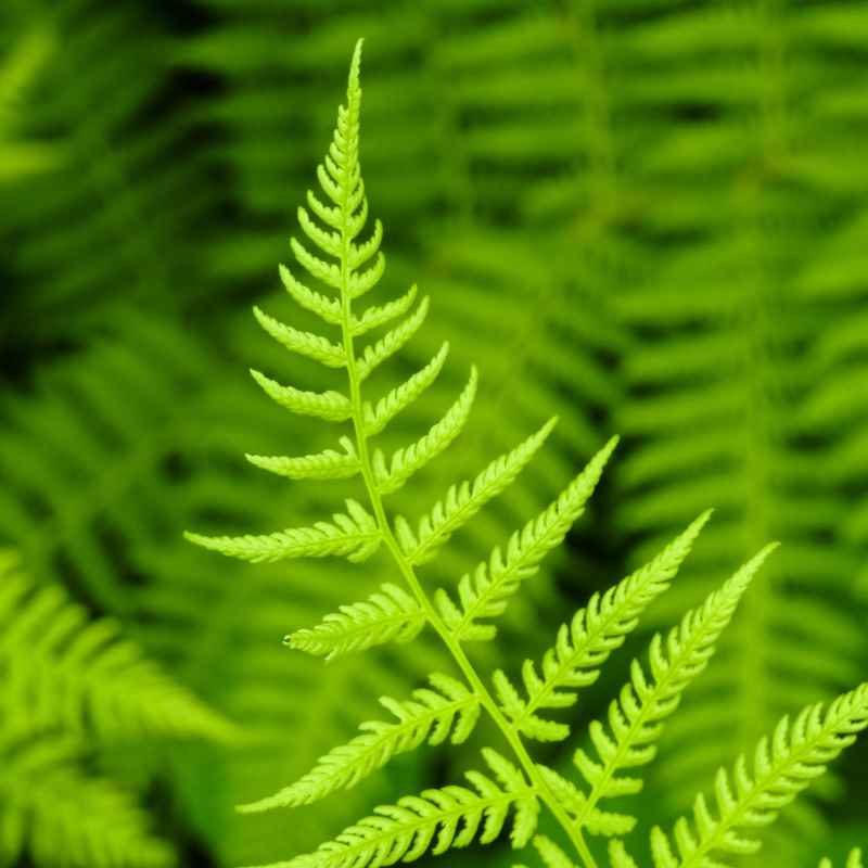The Ancient Story of Bryophytes