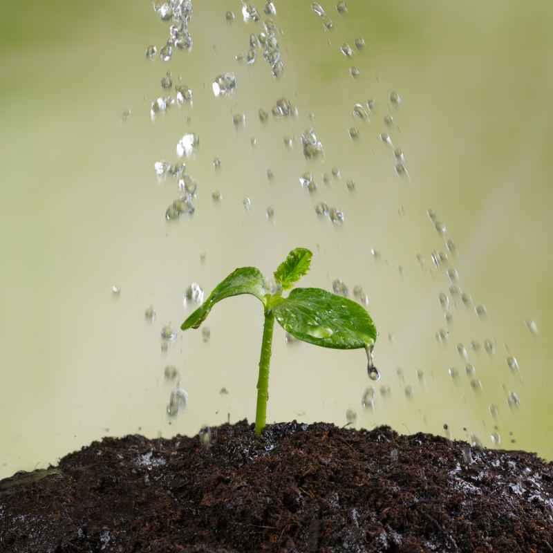 The Inner Workings of a Plant
