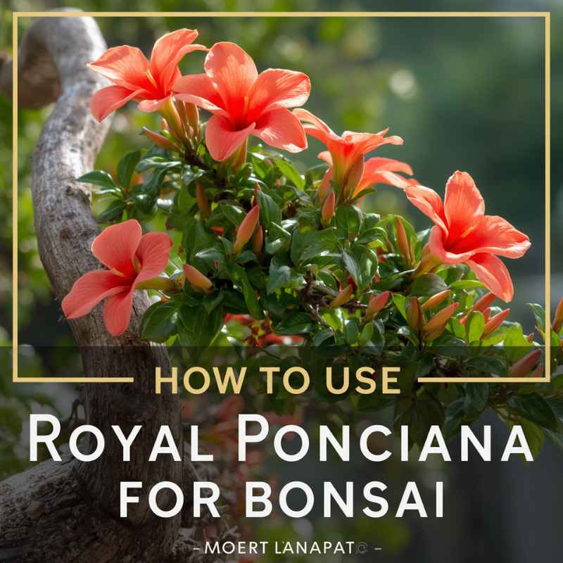 The Long-Term Vision for Your Poinciana Bonsai