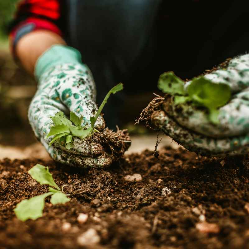 The Role of PH in Disease and Pest Resistance