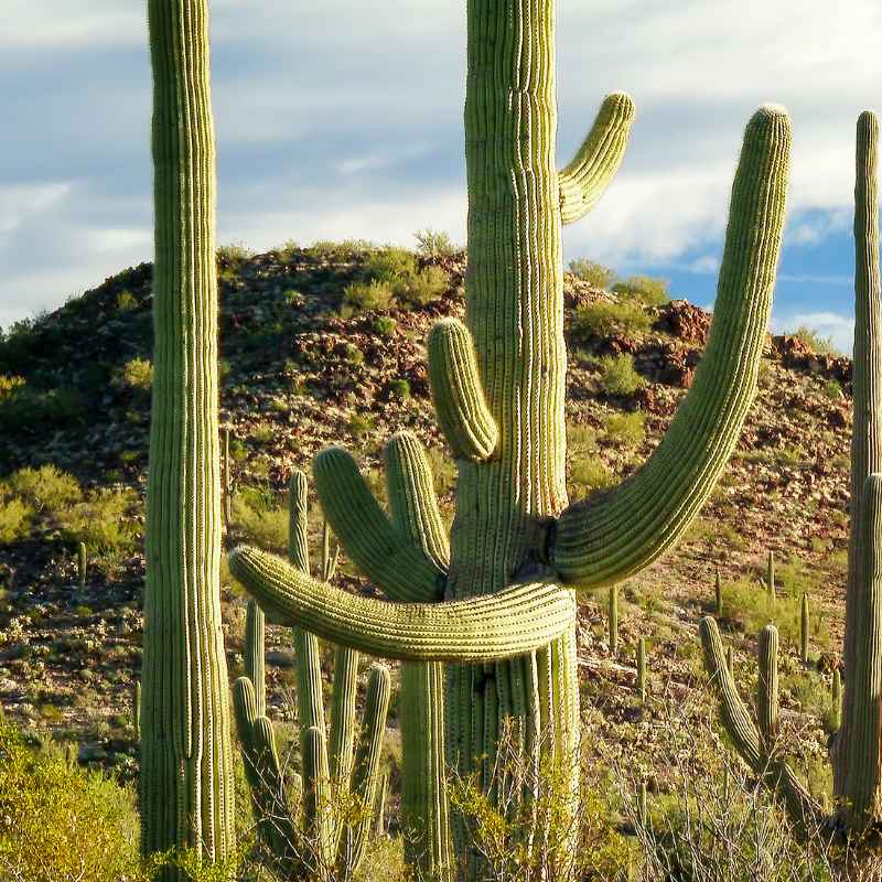 The Saguaro Cactus
