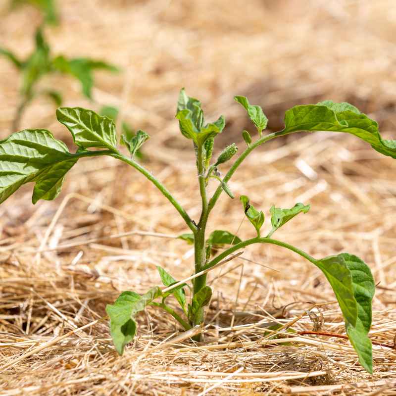 Tips for Maximizing Hay Mulch Effectiveness
