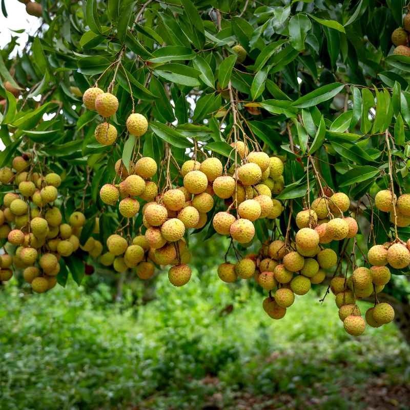 Tips for Planning a Mixed Fruit Tree Orchard