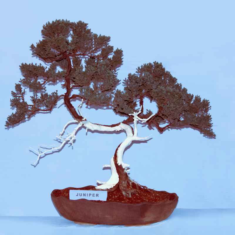 Tips for Supporting Your Juniper's Growth