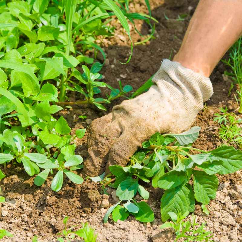Top 5 Safe Weed Control Practices for Organic Gardens