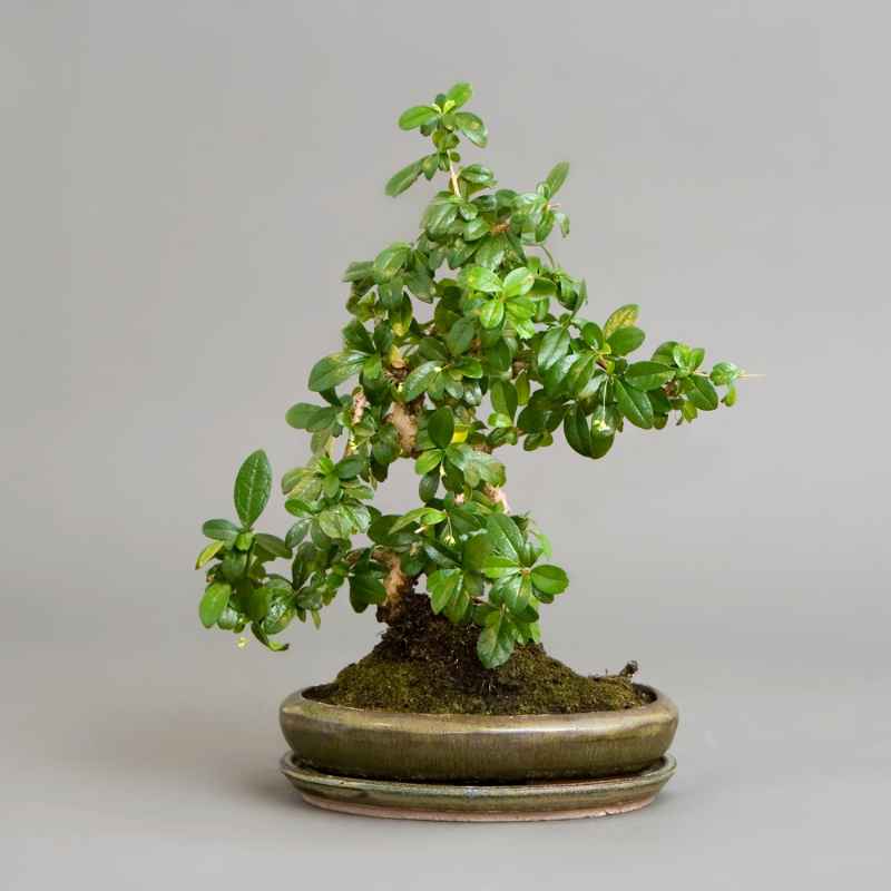 Understanding Brittle Juniper Leaves