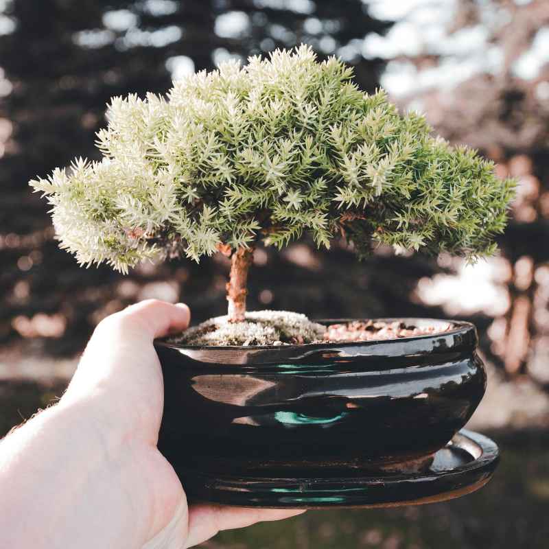 Understanding Brown Leaves on Your Bonsai Money Tree