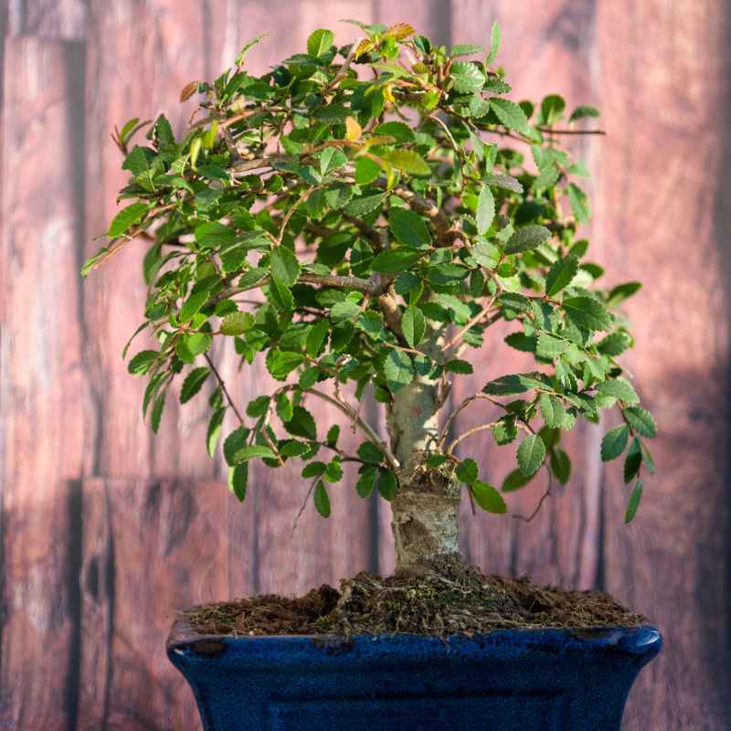Understanding Chinese Elm Leaf Drop