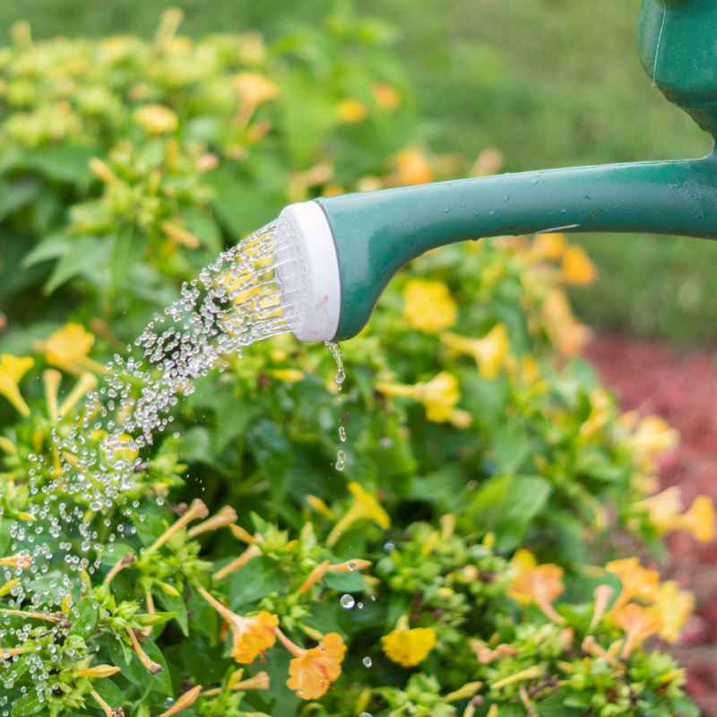 Understanding Climate Change in Your Garden