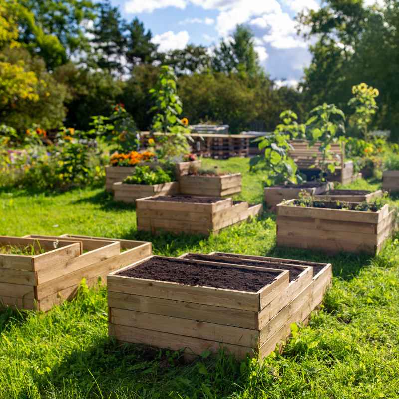 Understanding Companion Planting Basics