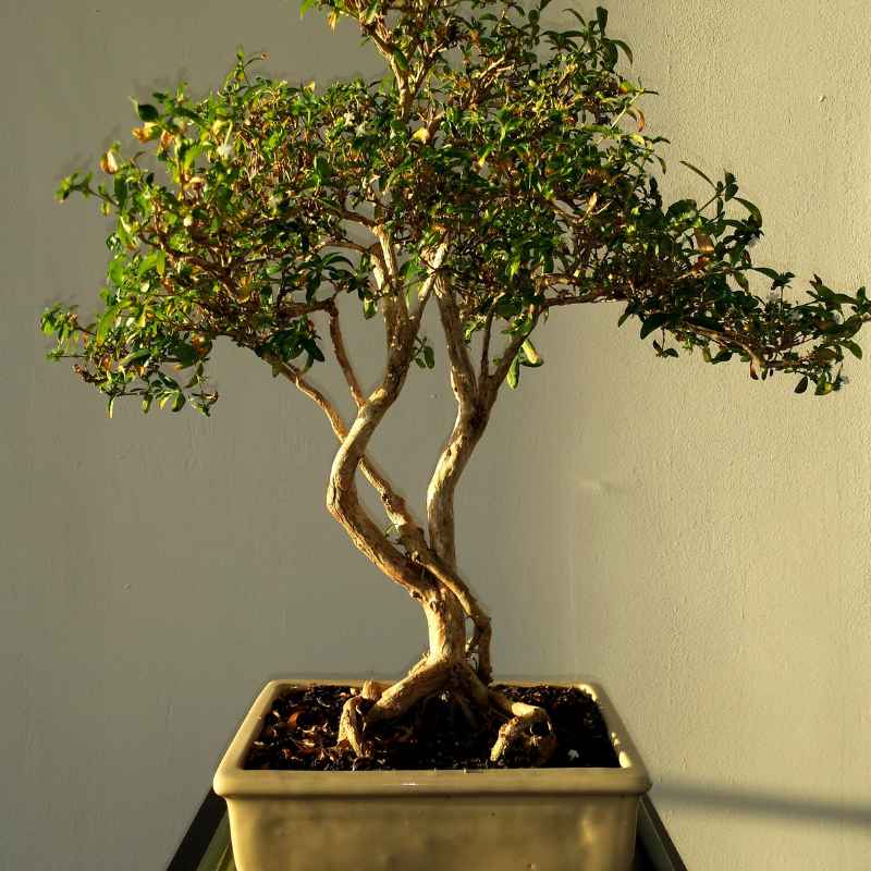 Understanding Deciduous Bonsai Indoors