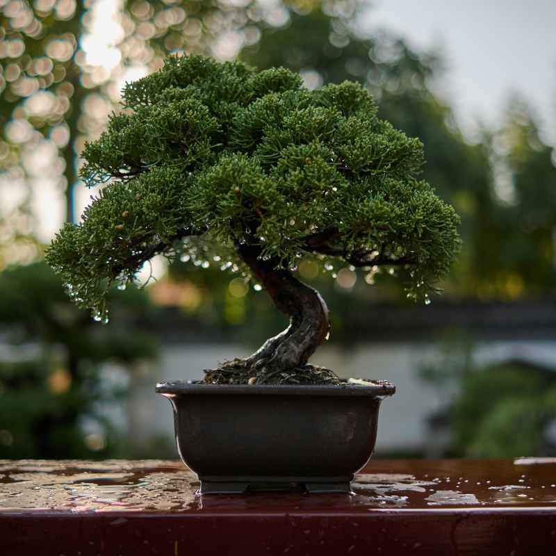 Understanding Juniperus Horizontalis Bonsai
