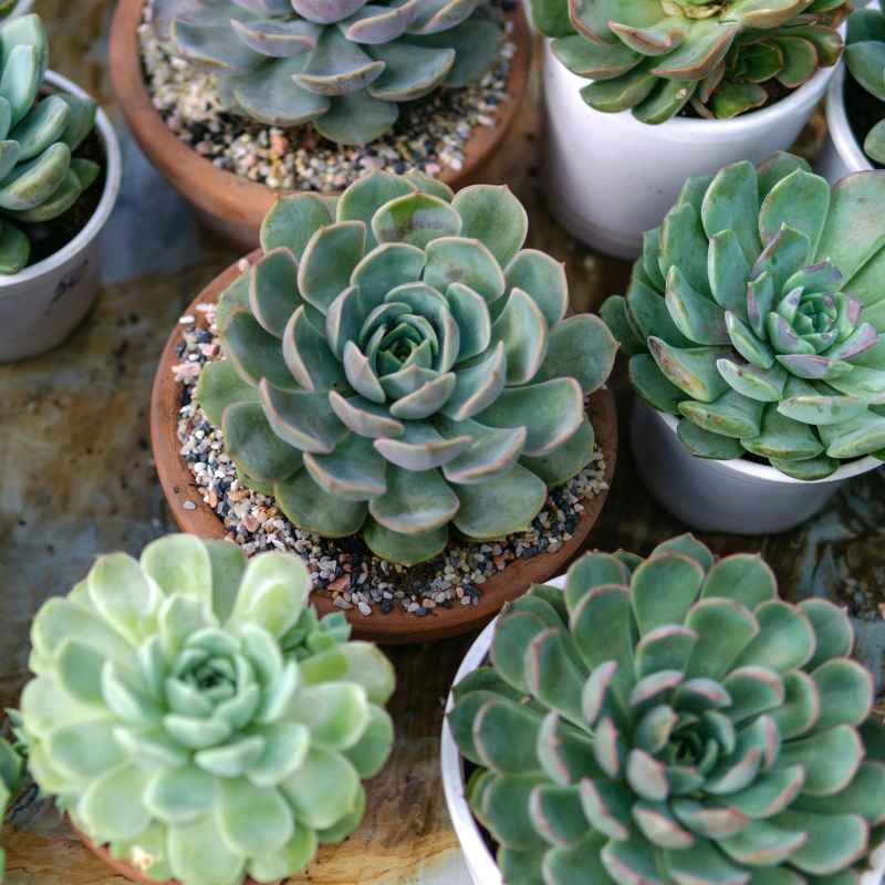 Understanding Mosquitoes and Potted Plants