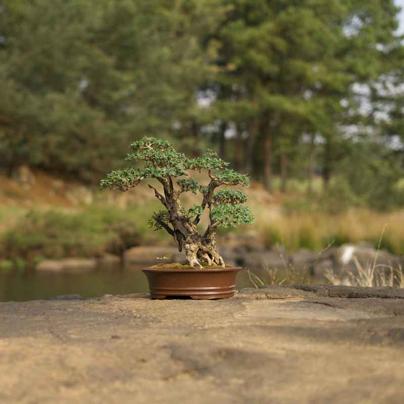 Understanding Nursery Material Bonsai Repotting