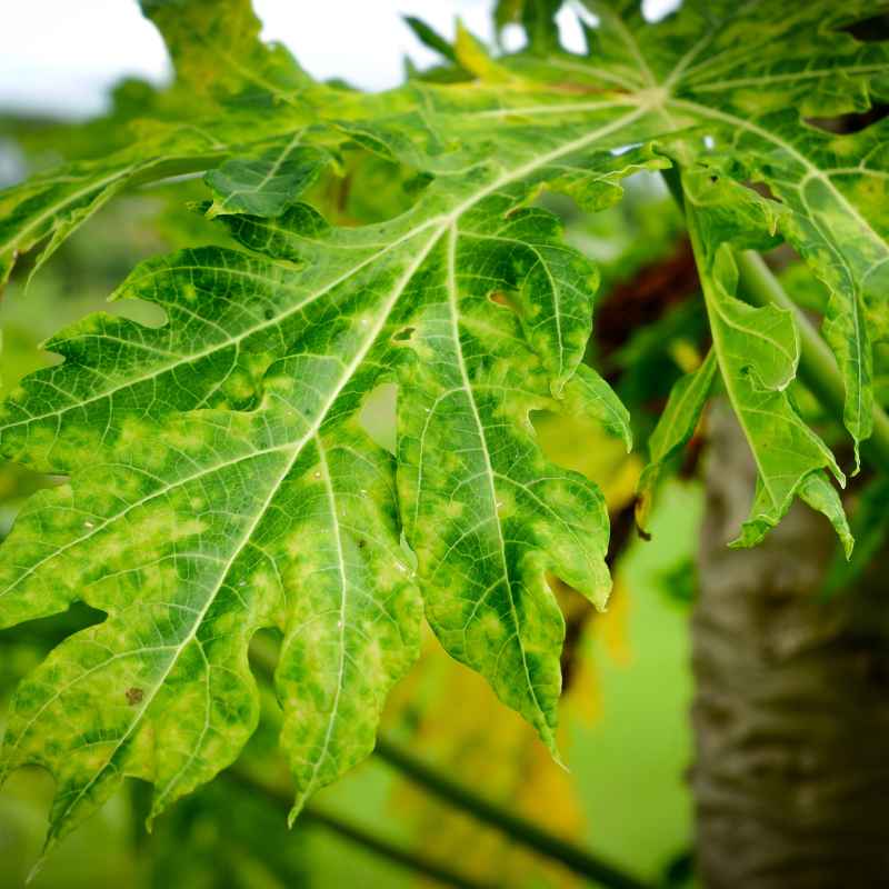 Understanding Plant Diseases in the South