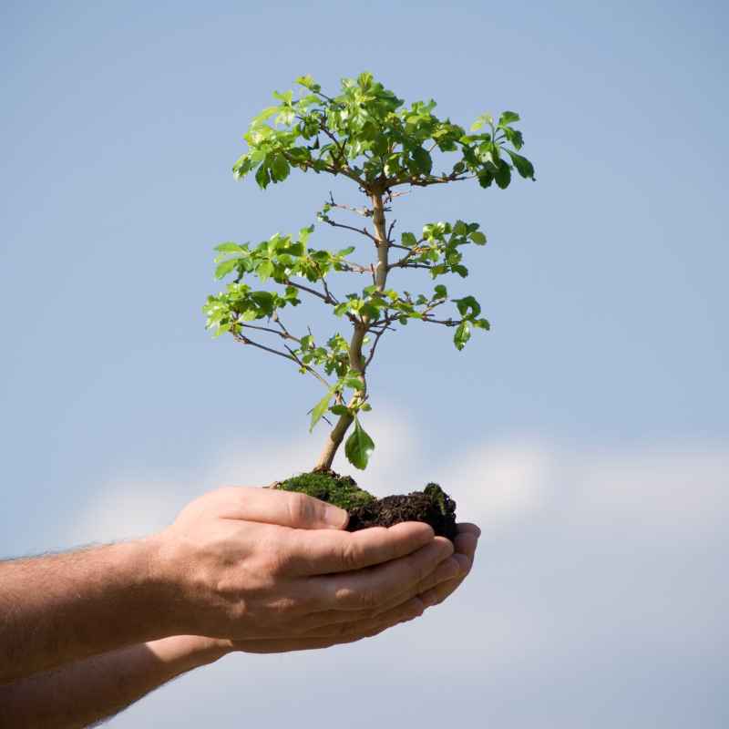 Understanding Plant Needs