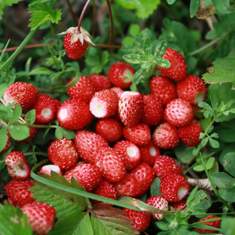 Understanding Square Foot Gardening for Strawberries